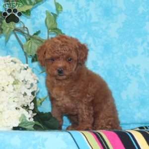 Olivia, Toy Poodle Puppy